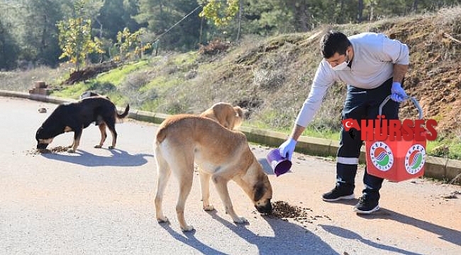 Kepez&#039;de kısıtlamada 1500 sokak hayvanına yiyecek