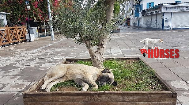 Kısıtlamada sokağın keyfini hayvanlar çıkardı