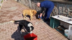 Kısıtlamada sokak hayvanları organik yemek artıklarıyla beslendi