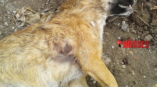 Mahallelinin beslediği köpek av tüfeğiyle vuruldu
