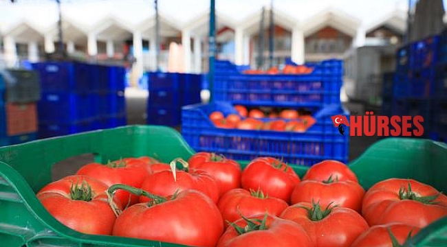 Rusya'ya domates ihracında kota 199,3 bin tonu buldu, siparişler durduruldu