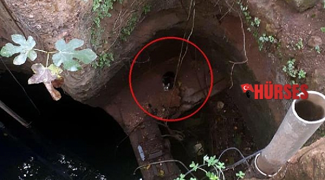 Su kuyusuna düşen yavru kediyi itfaiye kurtardı