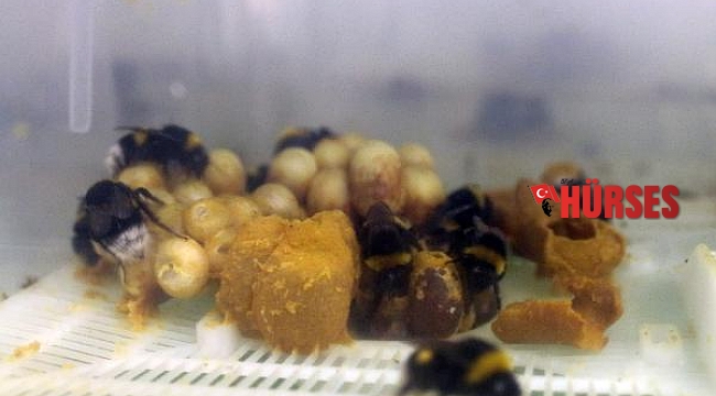 Tarım işçisi arılara, seralara girmeden PCR testi