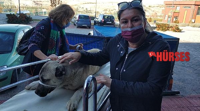 Yaralı bulunan köpek tedavi edilip, sahiplendirilecek