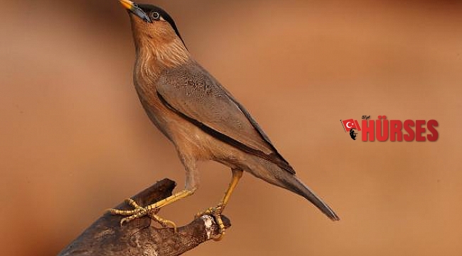2020'de dünyada en çok kuş türünü, bir Türk gördü