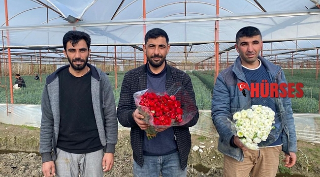 Aksu'da şakayıklar çiçek açtı ihracat başladı