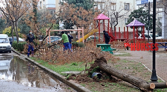 Antalya'da hortum ağaçları kökünden söktü, çatıları uçurdu
