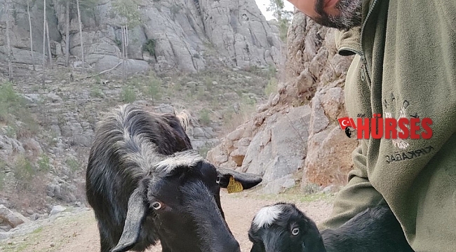 Antalya'da kayıp keçi ve yavrusu bulundu