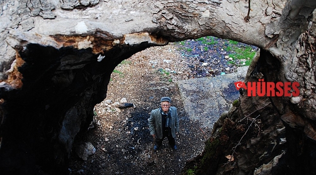Antalya'da yıllara meydan okuyan 700 yıllık çınar