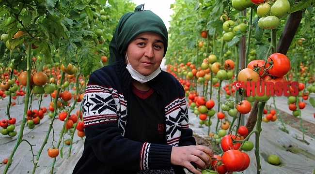 Antalyalı domates üreticilerinden aracı tepkisi