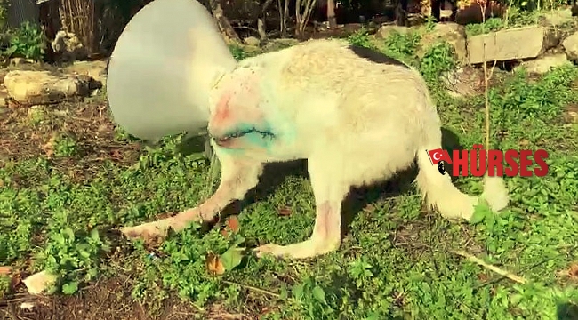Ayağı ampute edilen köpeği iyileşmeden sokağa terk ettiler