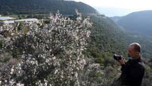 Azgan ağaçları, kış ortasında çiçek açtı
