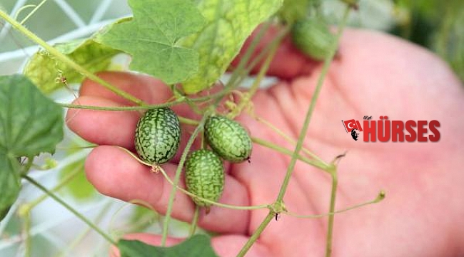 'Baby karpuz' sadece 5 gram