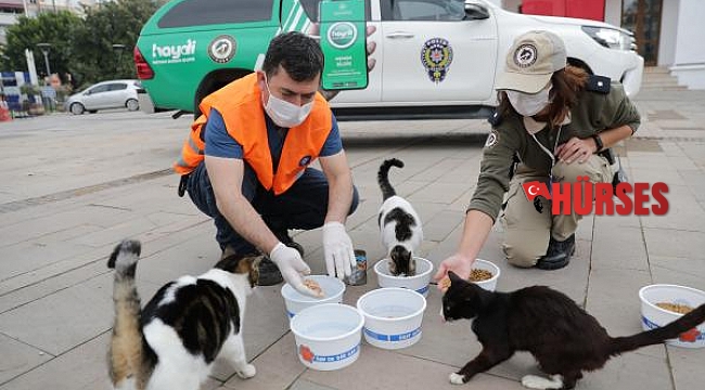 Büyükşehir ve Emniyet sokak hayvanlarını besledi
