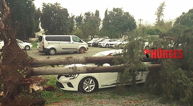 Devrilen ağaç otomobili pert etti