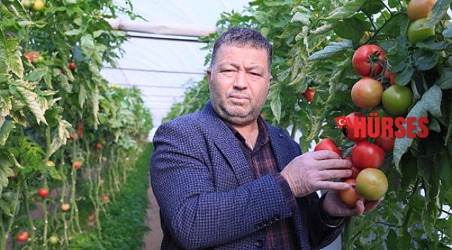 Domatesin fiyatı, 10 kilometrede 3 kat arttı