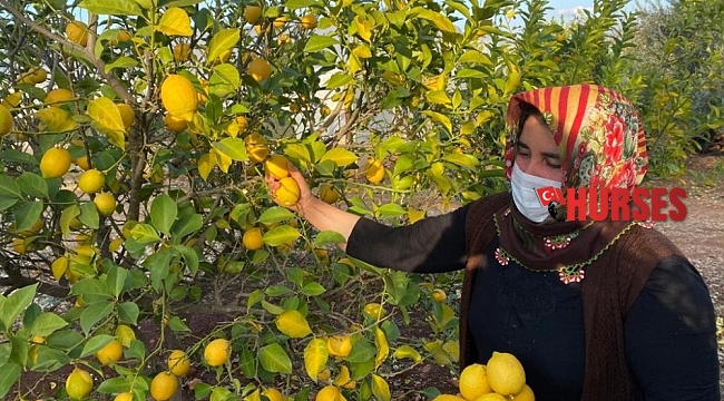 Kadın çiftçiler kısıtlamada da üretime devam etti