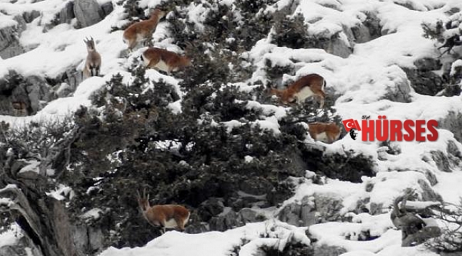 Karla kaplı Toroslarda, dağ keçileri görüntülendi