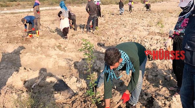 Kaş'ta sakız ormanı kuruluyor