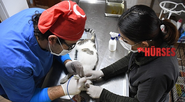 Kemer'de bir ayda 25 hayvan sahiplendirildi