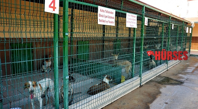 Kepez'de hayvan hastanesi açılacak