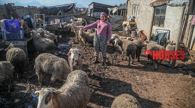 Koyunları can çekişerek öldü, zehirlenme iddiasında bulundu