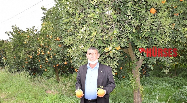 Kumluca'da kış ortasında meyve veren ağaçlar vatandaşı şaşırttı