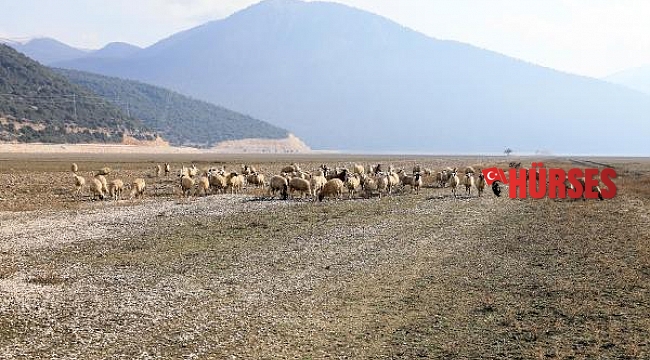 Kuruyan Avlan Gölü, koyun ve keçi sürülerine kaldı