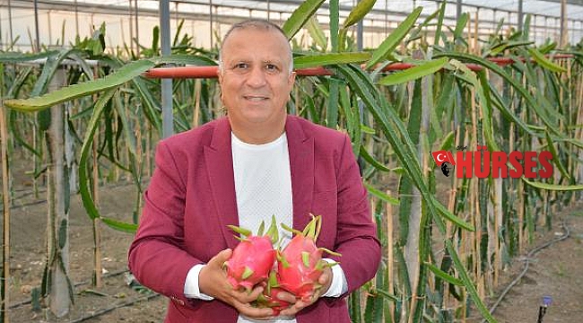 'Manavgat tropikal meyve üretiminin başkenti olacak'