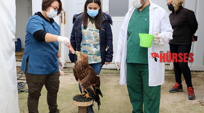 Pandemide eve gitmeyen öğrenciler, yaban hayvanlarına bakıyor