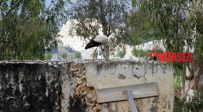 Patara Antik Kenti'nin zamansız konuğu leylekler şaşırttı