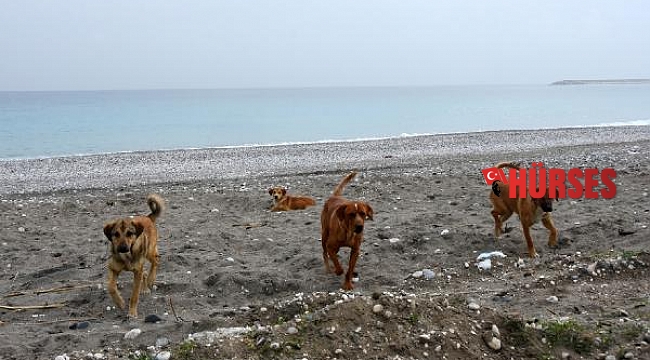 Sahiller sokak hayvanlarına kaldı