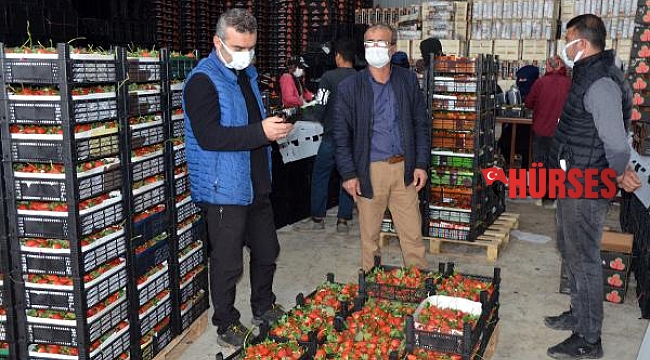Serik'ten yurt dışına çilek ihracatı