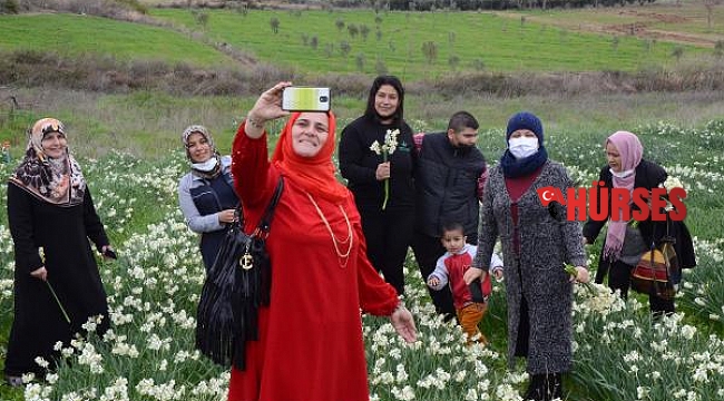 Tarladaki nergisler güzelliğiyle hayran bıraktı