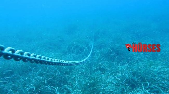Tekne çapaları, 'deniz çayırları'nı tehdit ediyor