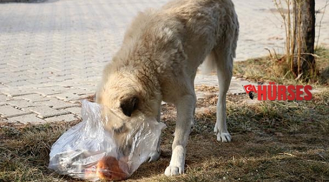 Veteriner adayı yaralı köpeği sokakta tedavi etti