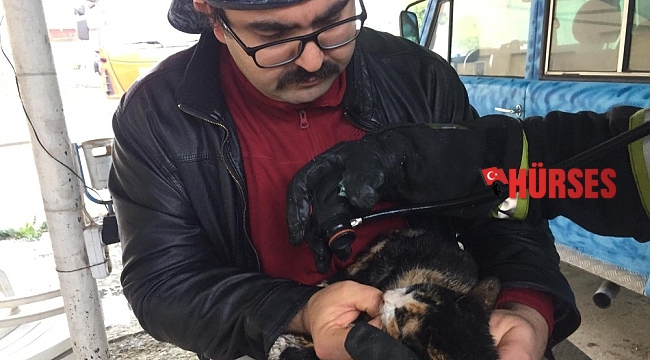 Yangında boğulmak üzere olan kedi oksijenle hayata döndü