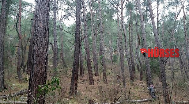 Antalya'da kimliği belirsiz kişiler, ağaçları köklerinden söktü