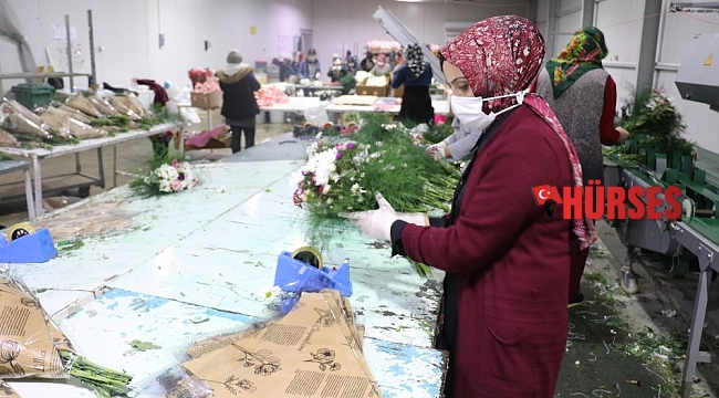 Antalya'nın 2021 yılı çiçek ihracatı hedefi 60 milyon dolar