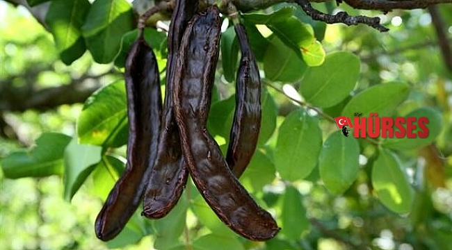 Aromatik bitki üretimine yüzde 75 destek