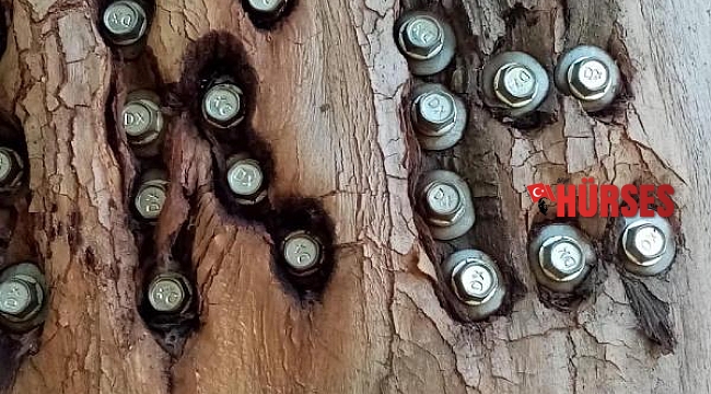 Aşk Yolu'nun 83 yıllık ağaçlarına adlarını yazıyorlar