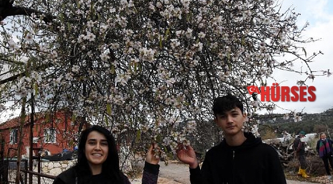 Demre'de mevsimi şaşıran ağaçlar çiçek açtı