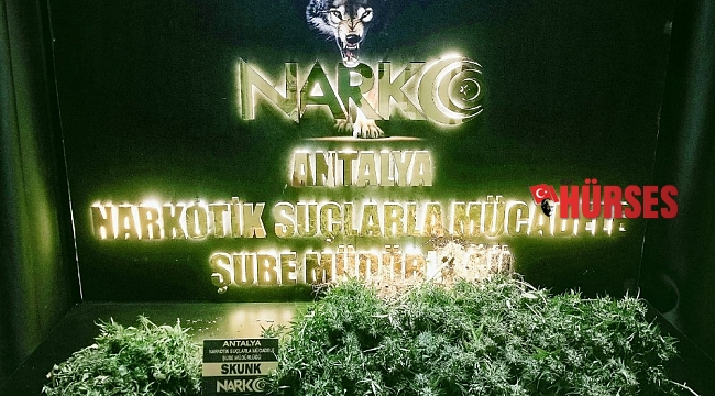 Evinde skunk yetiştiren şüpheli yakalandı