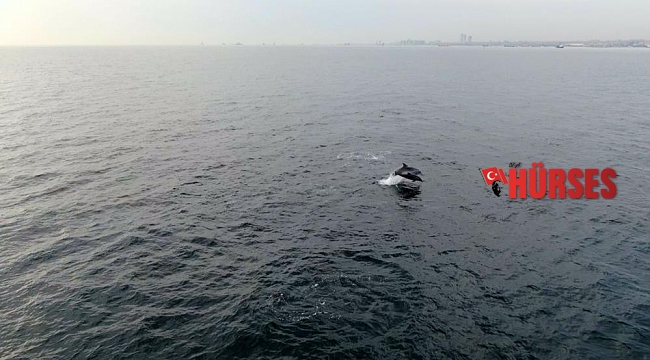 Faturası yunuslara çıkartılan hamsi yokluğunda akademik itiraz