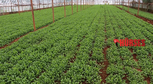 Fazla üretim ve pandemi yeşillik fiyatlarını düşürdü