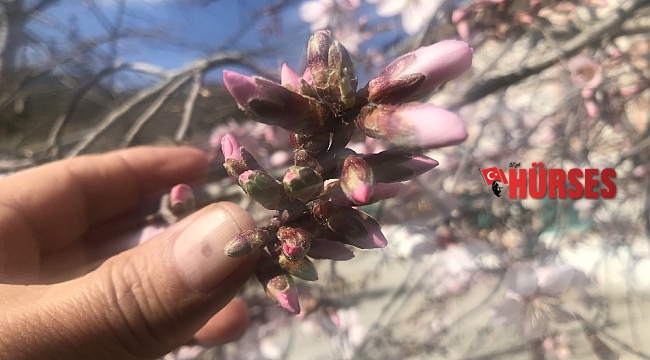 Güneşe aldanan badem ağaçları erken çiçek açtı