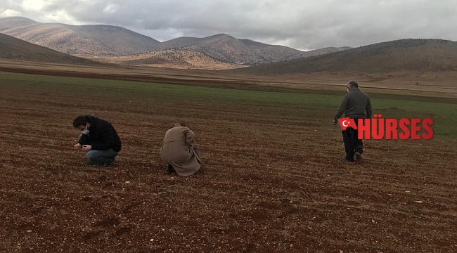 Hububat alanlarında hastalık takibi ve kuraklık incelemesi