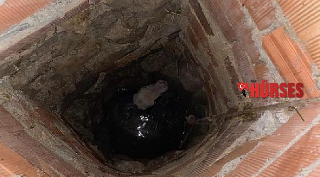 İtfaiye ekipleri kuyuya düşen buzağıyı kurtardı