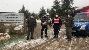 Jandarmanın donmak üzereyken bulduğu yaralı pelikan, korumaya alındı