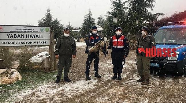 Jandarmanın donmak üzereyken bulduğu yaralı pelikan, korumaya alındı